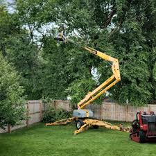 Oviedo, FL Tree Removal and Landscaping Services Company